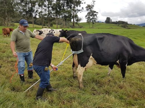 Calf puller_1